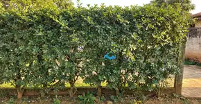 Foto: (Imagem sem texto alternativo disponivel ID [2718023])