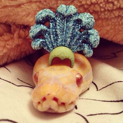 Internautas publicam fotos de cobras usando chapéu (Reprodução/Bored Panda)