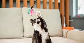 Foto: (Alexander Shelegov/istock)