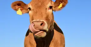 Fazendeiros pintam vaca para fazê-la parecer um tigre