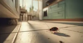Presença de baratas indica algo muito pior acontecendo na sua casa e você não percebeu