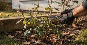 Foto: (Imagem sem texto alternativo disponivel ID [2719035])