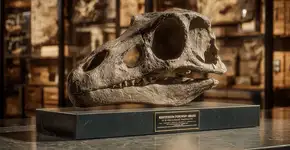 Fóssil de 270 milhões de anos revela origem dos anfíbios e homenageia Kermit