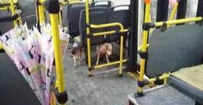 Assustados com chuva forte, cães ganham abrigo em ônibus