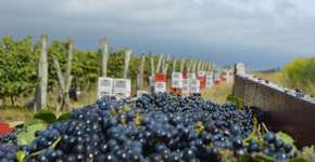 Uruguai aposta no enoturismo para atrair brasileiros