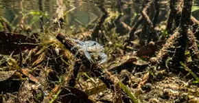 O canibalismo está dizimando as larvas do caranguejo-azul, mas águas rasas ainda lhes oferecem uma chance