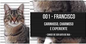 ‘Cansei de ser gato’ faz campanha de adoção de gatinhos