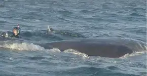 Após resgate, baleia demonstra gratidão com gesto emocionante