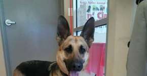 Cadela escapa de abrigo para reencontrar tutor