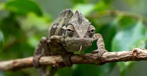 A cabeça do estranho camaleão: Nervos incrustados dá para ele uma visão quase completa