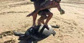 Homens sobem em cima de tartaruga marinha e posam para fotos