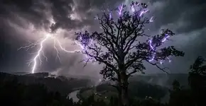 O que eles observaram ao longo de 90 minutos nos galhos de uma árvore, em meio a uma tempestade, parece saído diretamente de um romance de ficção científica: 41 flashes ultravioleta invisíveis ao olho humano e um grande mistério sem resposta
