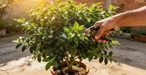 Foto: (Imagem sem texto alternativo disponivel ID [2678752])