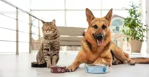 Proteína para pets: veja a importância do nutriente na dieta animal