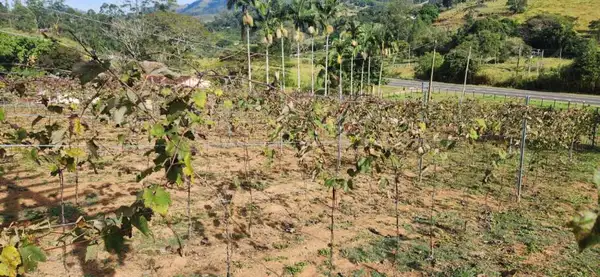 Pequeno vinhedo da Vinícola Família Silotto