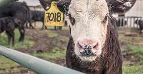 Foto: (Imagem sem texto alternativo disponivel ID [1166162])