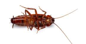 Foto: (Getty Images/iStockphoto)