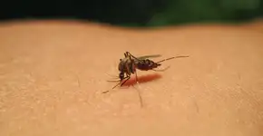 As cores que atraem mosquitos e as que você deve evitar, segundo a ciência