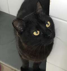 E o Abóbora que ADORA um colo