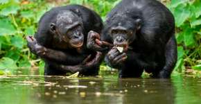 Chimpanzés infectados em testes de vacinas são abandonados