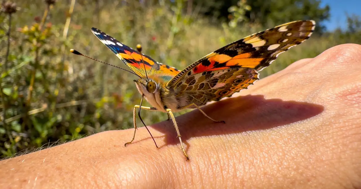 O que a borboleta tenta te dizer quando pousa bem na sua mão
