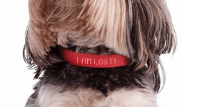 Foto: (Imagem sem texto alternativo disponivel ID [1894975])