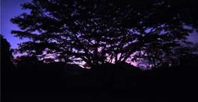 Projeto Primeira Exibição na Cinemateca traz sessão e debate com Gustavo Beck