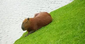 10 coisas que só reconhece quem é de Curitiba