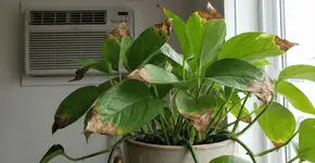 Foto: (Imagem sem texto alternativo disponivel ID [2744560])