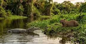 Eles compartilham rios há décadas, e ninguém entende por que os jacarés não atacam capivaras. Agora os cientistas acreditam que têm a resposta