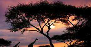 Foto: (Freder/iStock)