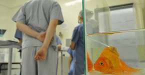 Foto: (Imagem sem texto alternativo disponivel ID [819662])