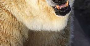 10 motivos para não visitar aquários ou zoológicos