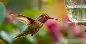 Como fazer néctar para beija-flores? Aprenda como fazer com que eles visitem seu jardim na primavera