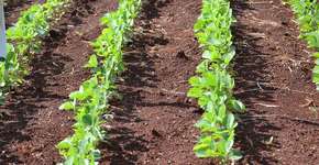 Foto: (Mariana Lazaro/Pixabay)