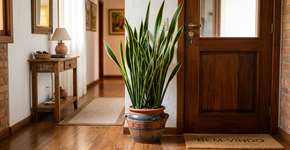 Para que serve colocar espada de são jorge no corredor e como cuidar para ela nunca murchar as pontas