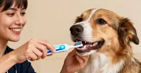 Por que escovar os dentes do seu cão salva a vida dele