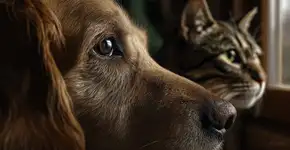 O que significa quando seu pet fixa o olhar em você