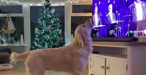 Foto: (Reprodução/Twitter)