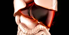 Estudo entrega qual chá tomar para ajudar a eliminar gordura do fígado