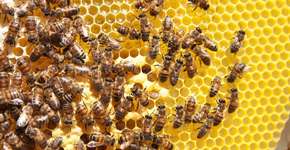 Foto: (Getty Images/iStockphoto)