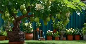 A árvore ideal para o seu jardim que produz frutos muito doces e floresce mais de uma vez por ano