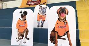 Jogo em incentivo a adoção de animais vai ter cães como público