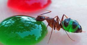 Foto: (Imagem sem texto alternativo disponivel ID [613368])