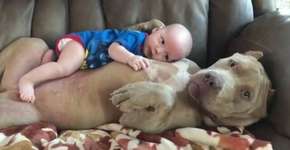 Pitbull ‘adota’ bebê e deixa todo mundo babando de fofura