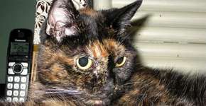 Foto: (Imagem sem texto alternativo disponivel ID [892227])