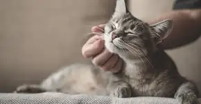 Você sabe como cuidar do seu gato? Confira seis dicas para fazê-lo feliz