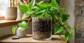 Na Tailândia, para a jiboia durar anos: o macete não é o sol, mas nunca deixar a raiz em água parada