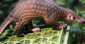 Esta criatura parece um dragão em miniatura e está ameaçada de extinção
