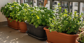 Foto: (Imagem sem texto alternativo disponivel ID [2720699])